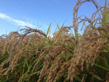 収穫期の稲