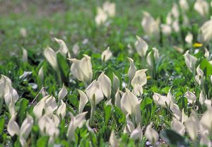 水芭蕉 ４月下旬 ５月 コリンシアン