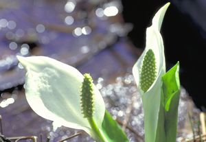 水芭蕉 ４月下旬 ５月 コリンシアン