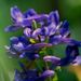 Corydalis fumariaefolia