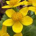 Caltha fistulosa