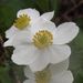 Anemone narcissiflora
                      var.sachalinensis