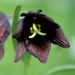 Fritillaria camtschatcensis