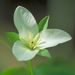 Trillium camtschatcense