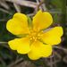 Potentilla fragarioides var.major