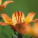 Lilium maculatum ssp.dauricum