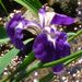 Iris setosa