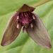 Trillium smallii