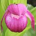 Cypripedium macranthos