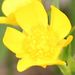 Ranunculus acris var.nipponicus