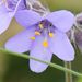 Polemonium
                        caeruleum var. laxiflorum f.insulare