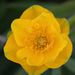 Trollius ledebourii