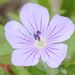 Geranium eriostemon ssp.erianthum