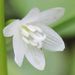 Clintonia udensis