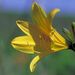 Hemerocallis dumortierii
                      var.esculenta