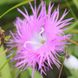 Dianthus superbus var.speciosus