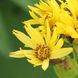 Ligularia hodgsonii