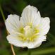 Parnassia palustris var.palustris