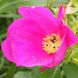 Rosa
                        rugosa