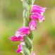 Spiranthes
                        sinensis var.amoena