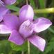 Gentianella auriculata