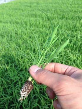 田植え直前の苗