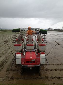 田植え